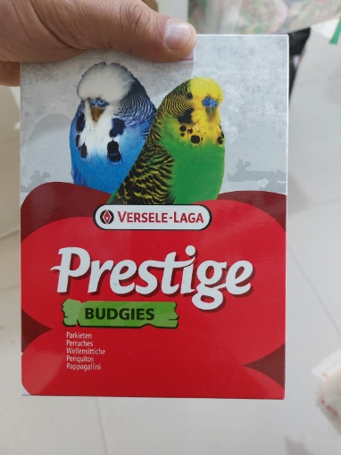 Prestige budgies şəkil