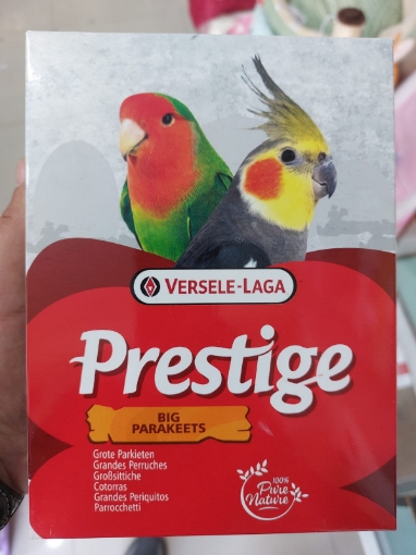 Prestige big parakeets resmi